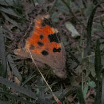 Dead Butterfly Rhea Key 1024 2020