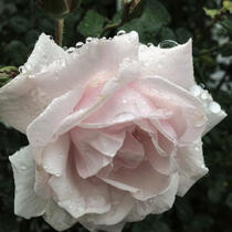 New Dawn Rose Princess Lili Rae