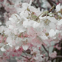 Sakura JP 2024 Sakura JP 2024