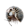 click here for Roly Poly