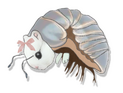 click here for Roly Poly
